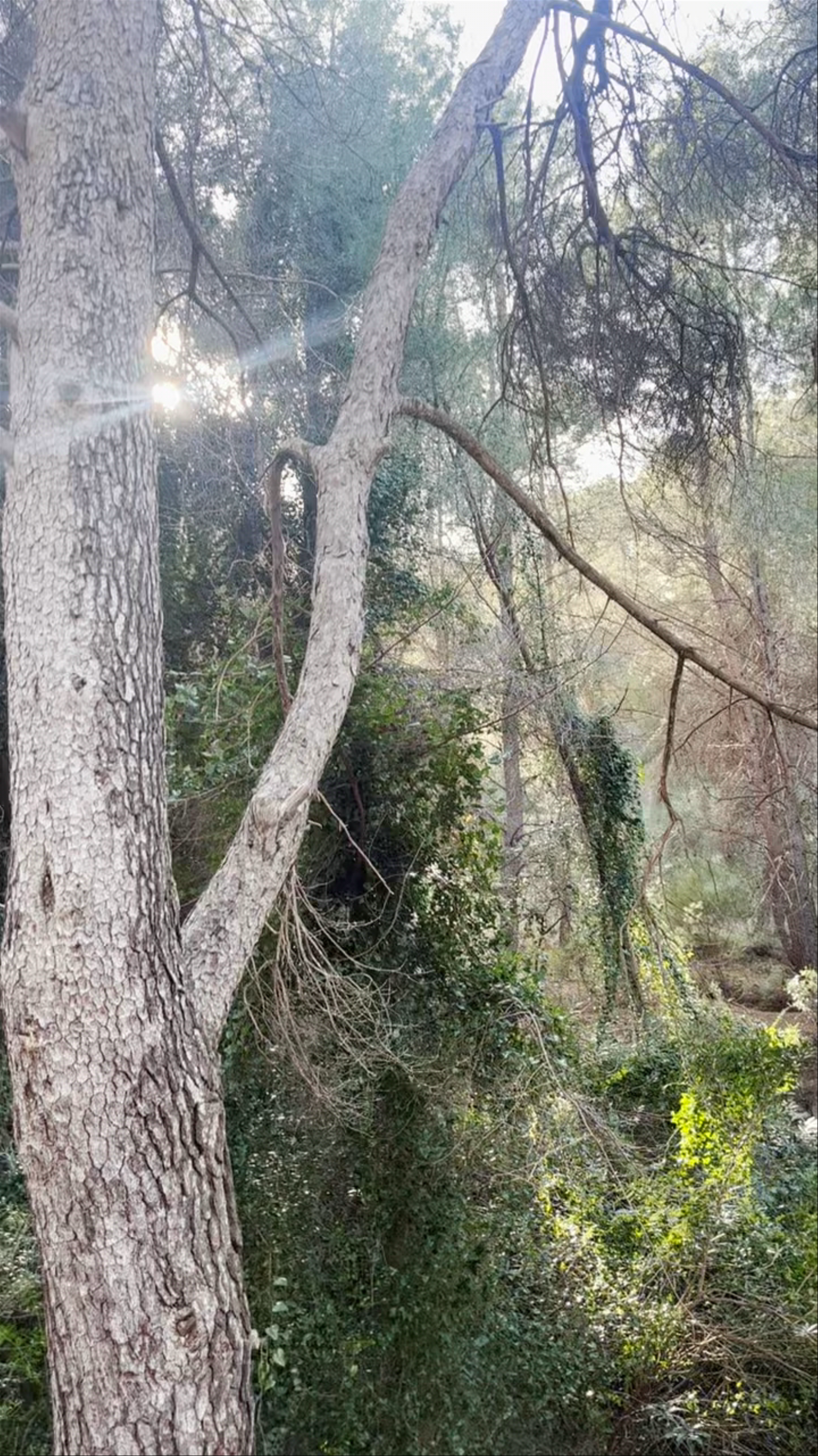 El Valle Perdido