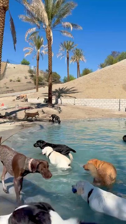COUNTRY DOG RANCH - Updated July 2026 - 72 Photos & 31 Reviews - 1702 S ...