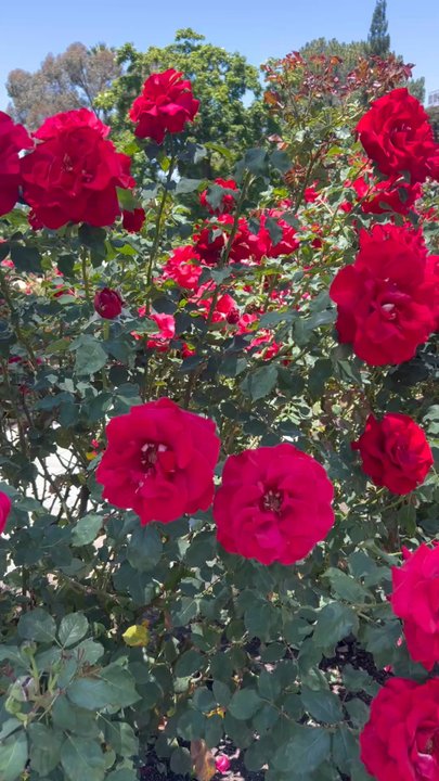 Capitol Park - Parks Near Me - Sacramento, California