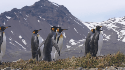 King Penguins in South Georgia animated gif
