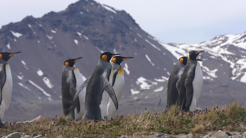 King Penguins in South Georgia poster