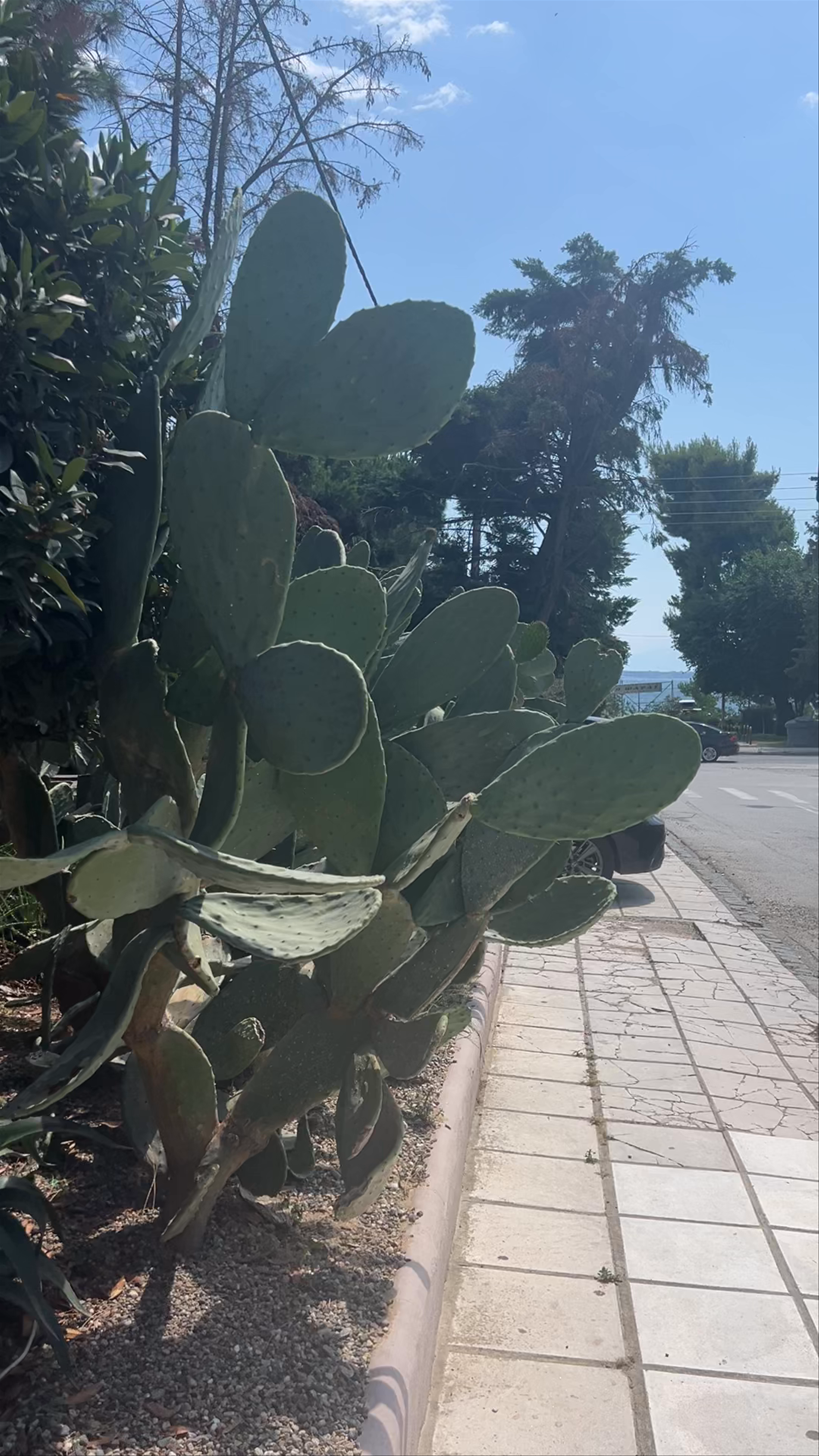Sunny Stroll Past Cacti and Cozy Cottage in Kalamaria, Thessaloniki