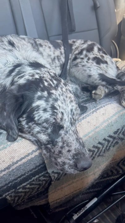 Wanderlust Dogs - Eagle - Roxy snoring from her fun day - Pet Boarding Near Me - Eagle, Colorado