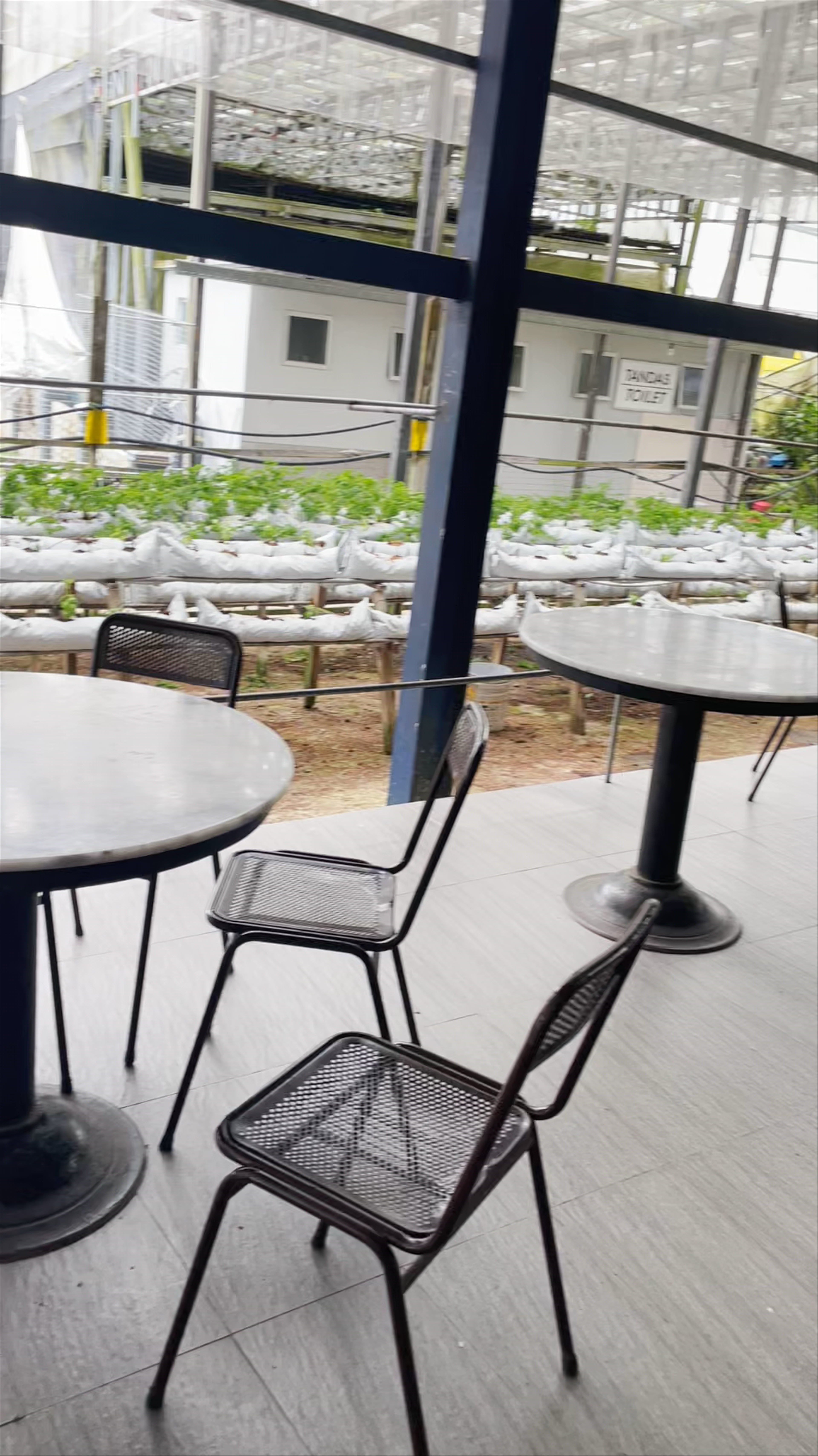 Healthy Strawberry Farm