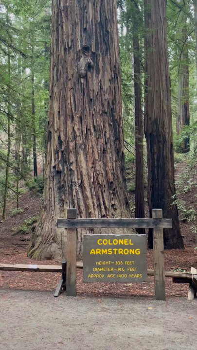 ARMSTRONG REDWOODS STATE NATURAL RESERVE - Updated May 2026 - 1442 ...