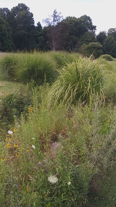 Presby Memorial Iris Gardens - Botanical bed - Home & Garden Near Me - Montclair, New Jersey