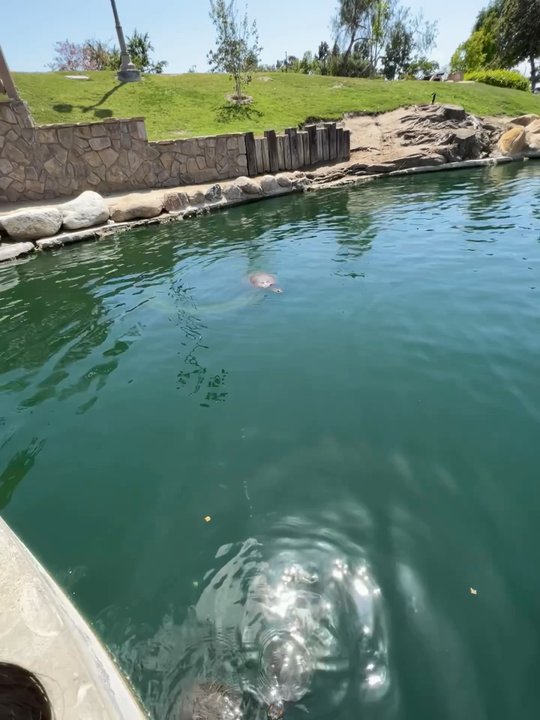 Heritage Park - Turtles on the pond - Parks Near Me - Cerritos, California