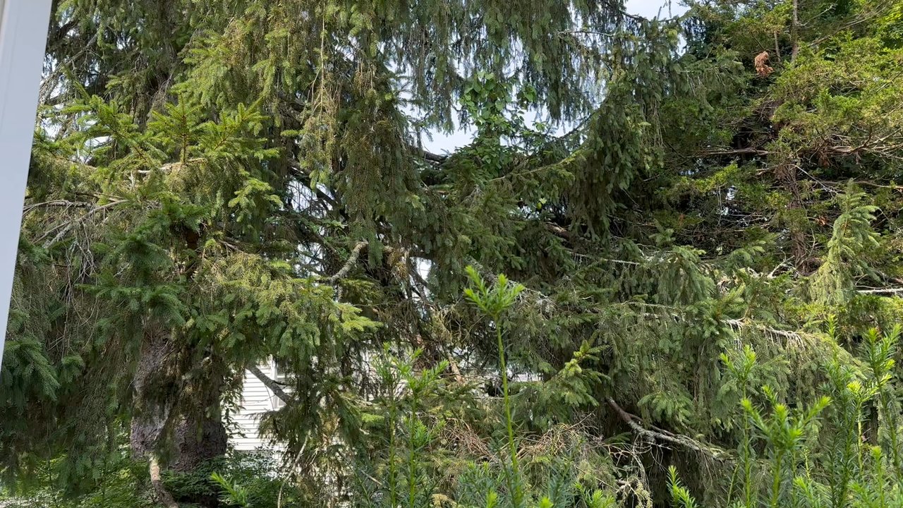 The Tree Company - Pruning - Tree Services Near Me - Haddam, Connecticut