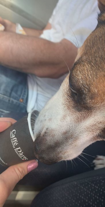 Lasso Espresso - Pup slurping his puppuchino - Coffee & Tea Near Me - Gothenburg, Nebraska