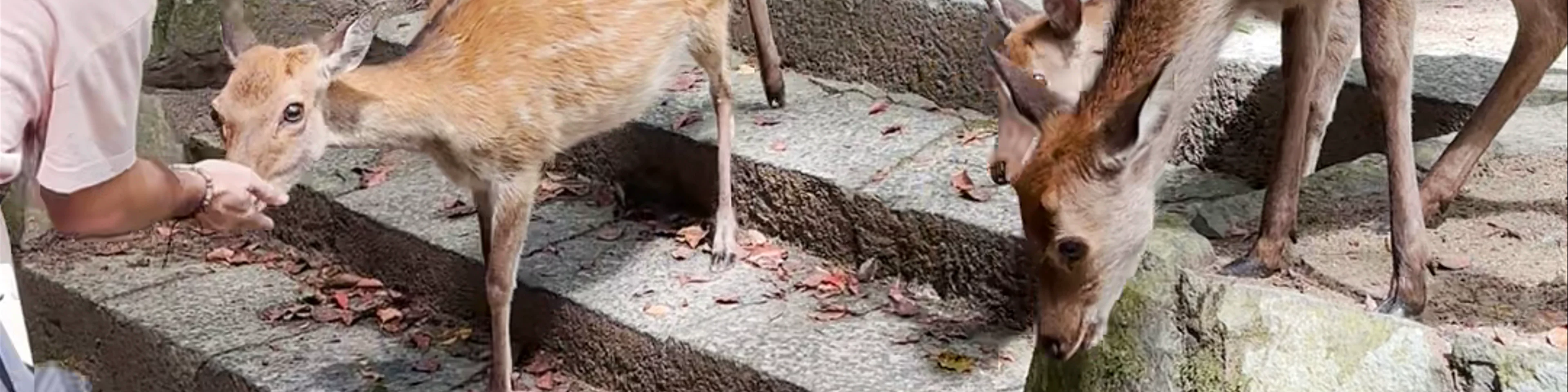 Nara Park