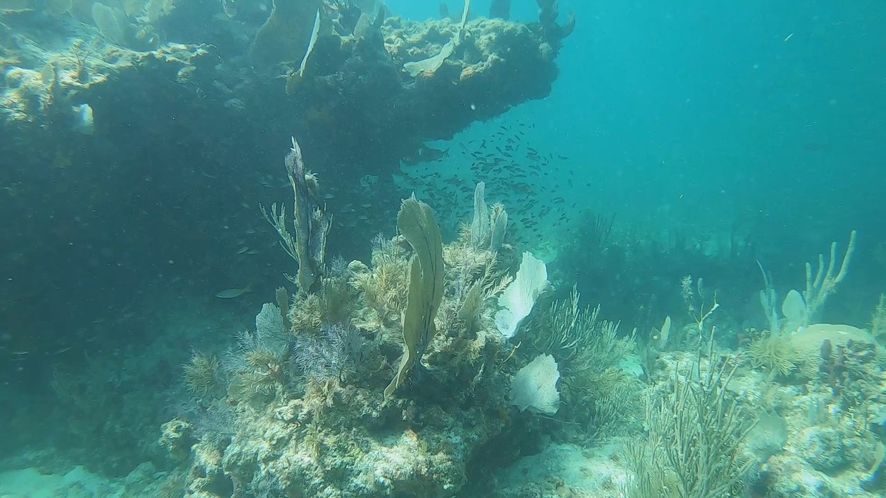 Silent World Dive Center - Diving - Scuba Diving Near Me - Key Largo, Florida