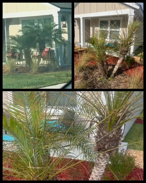 Pat's Nursery - Nurseries & Gardening Near Me - Fleming Island, Florida