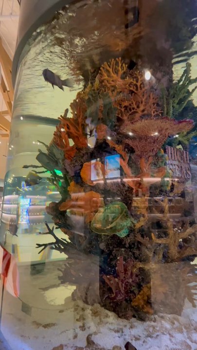 High Seas - Epic tanks! - Cannabis Dispensaries Near Me - Costa Mesa, California