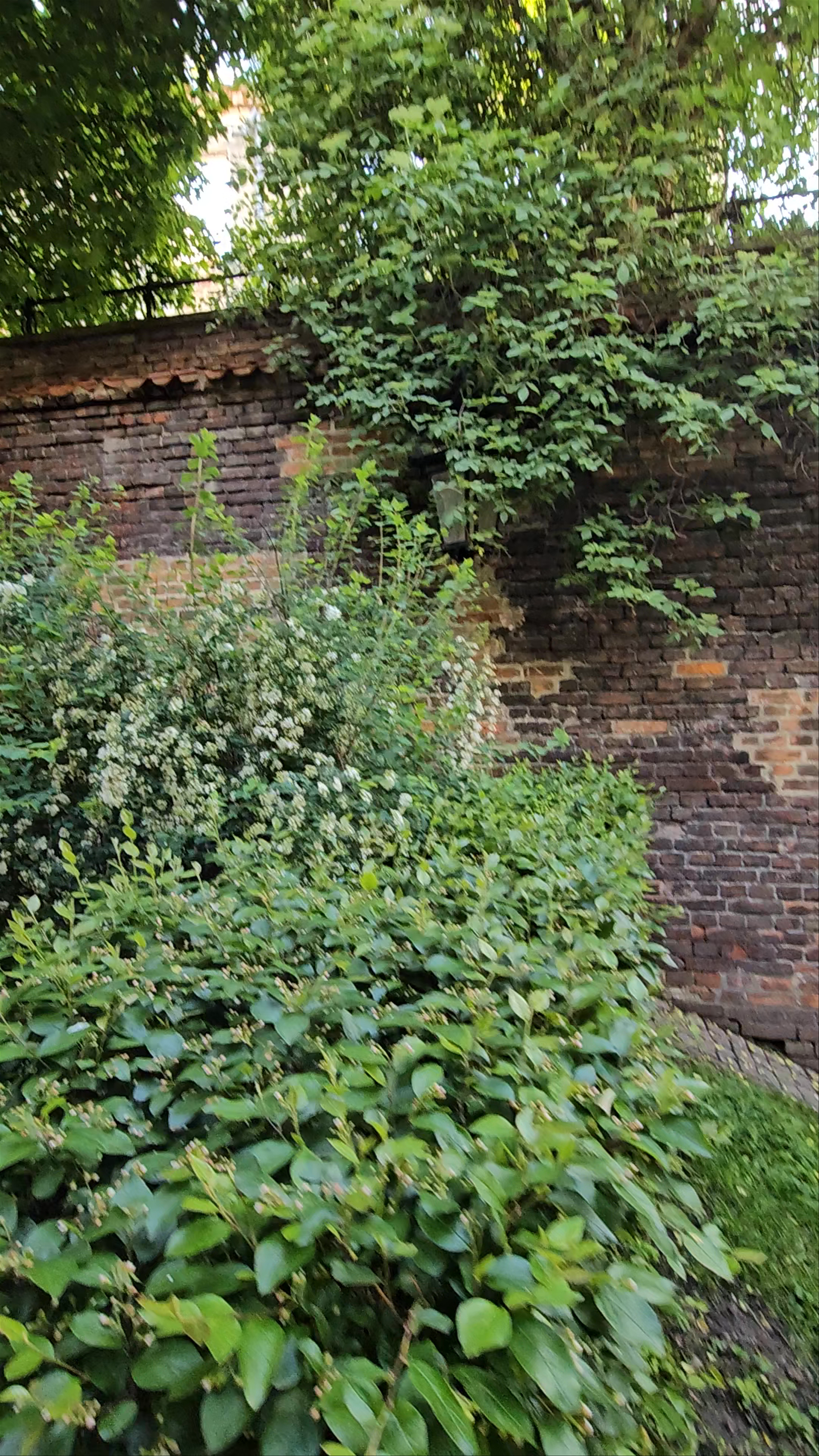 Zaułek Hartwigów: A Quiet Green Escape in Lublin