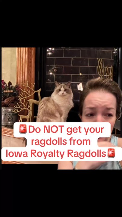IowaRoyaltyRagdolls - Sharing my personal experience with this breeder, which sadly has been completely devastating. I would strongly advise another breeder. - Pet Breeders Near Me