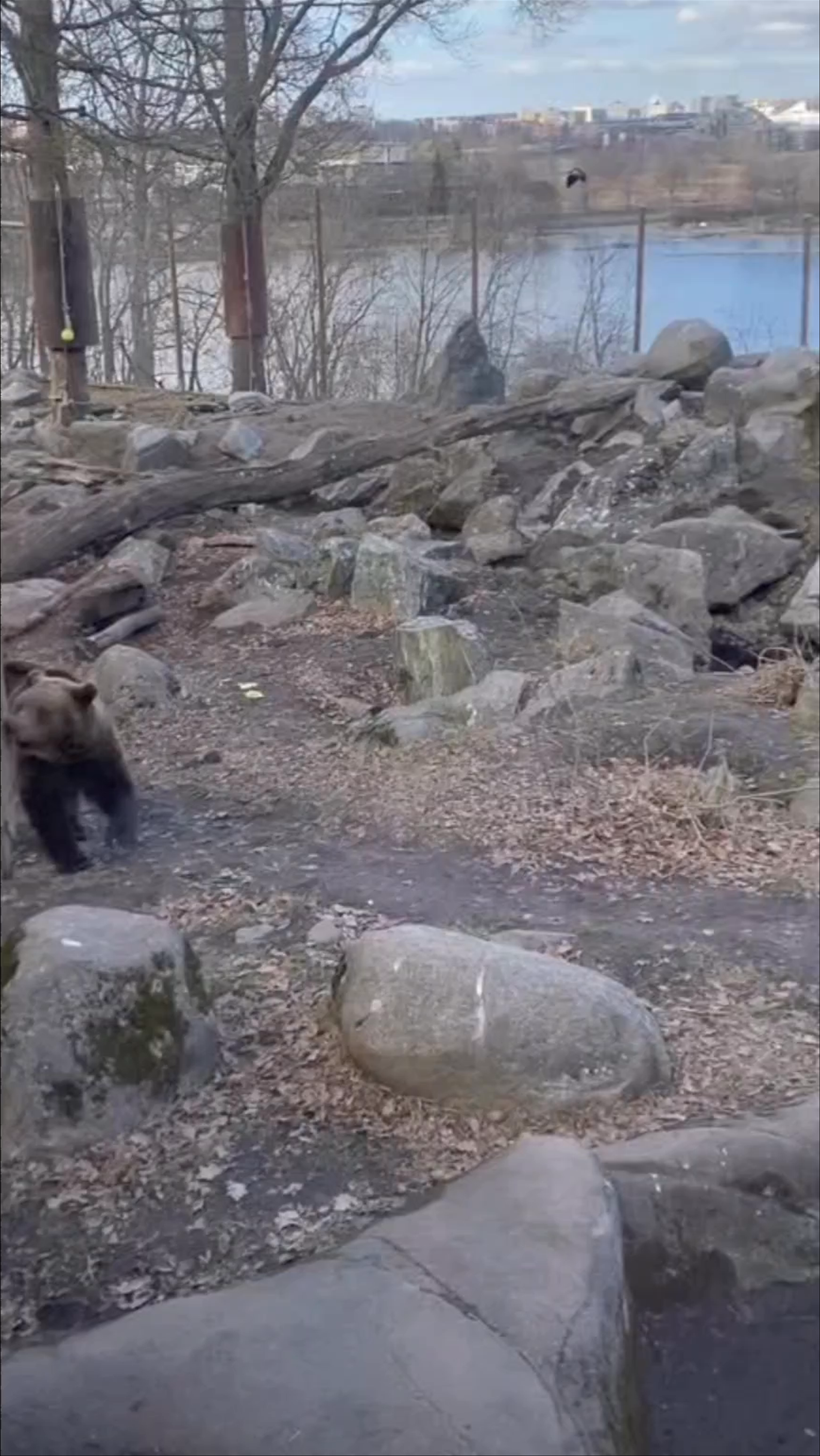 Grizzly Bears at Skansen Wildlife Park in Stockholm