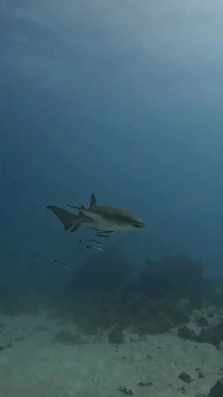 nature's screensaver
🎥 dimitris  k · Pexels
#ocean #underwater #marinelife #nature #relax