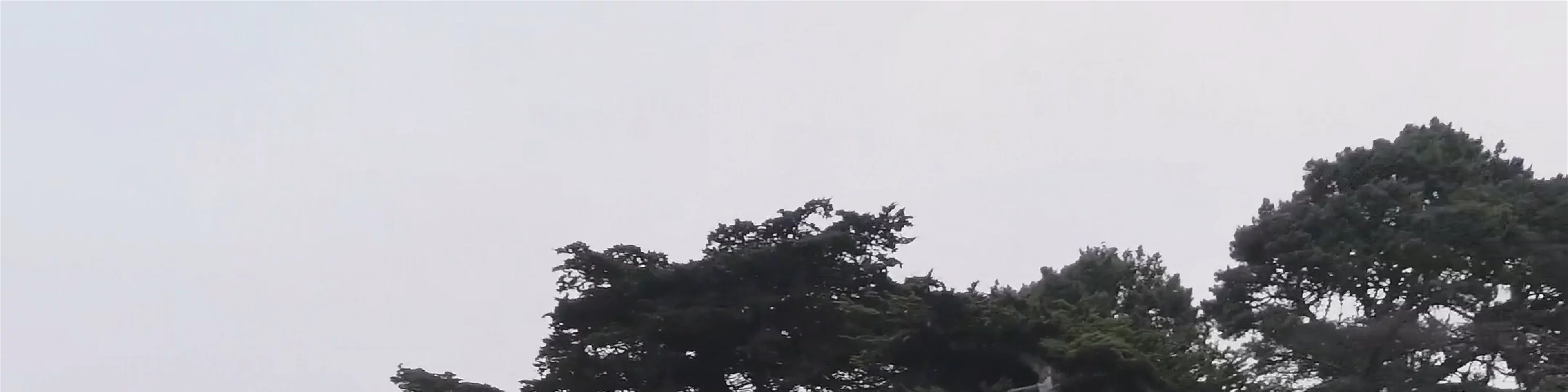 Golden Gate Park