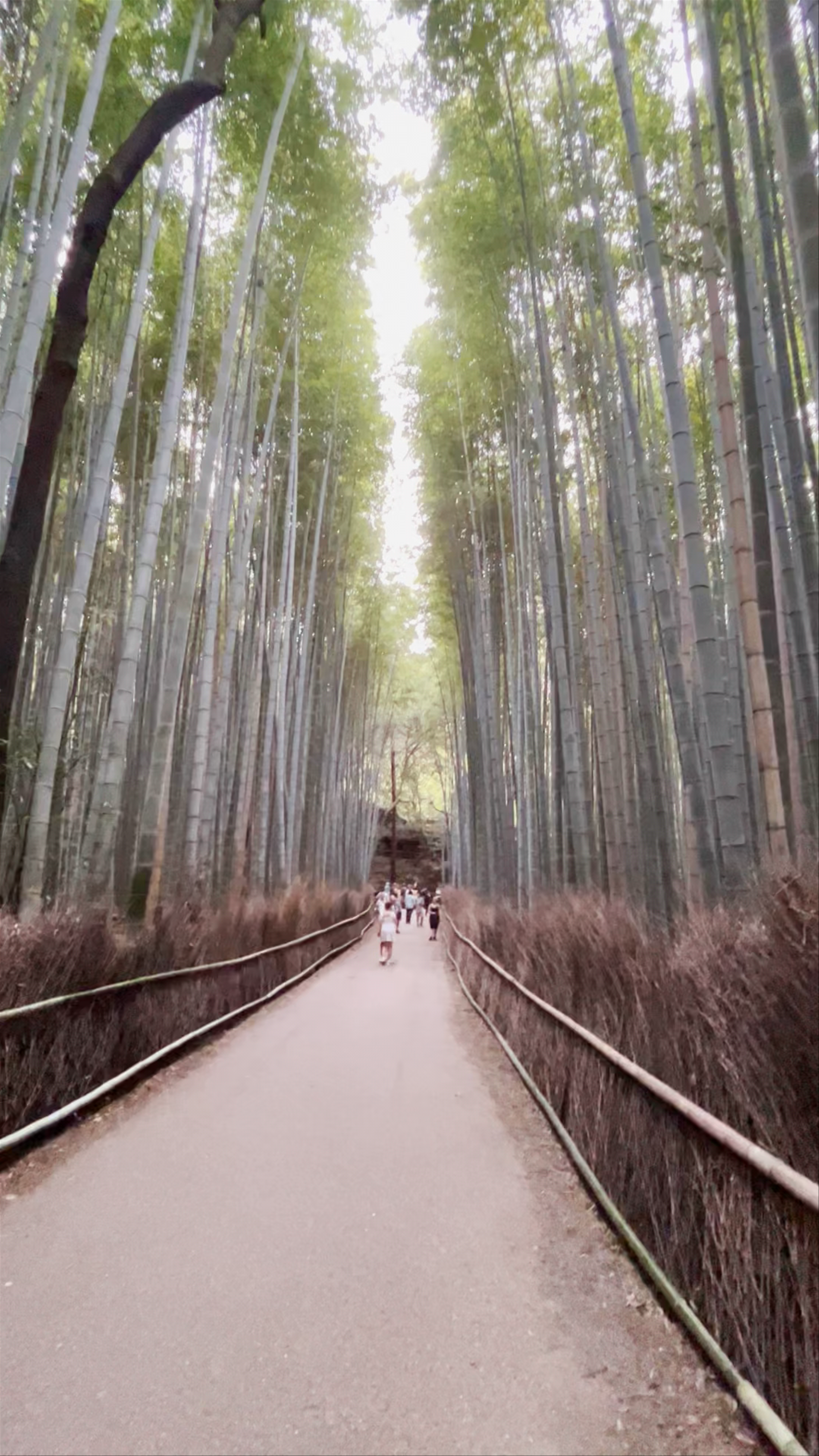 Arashiyama Bamboo Grove