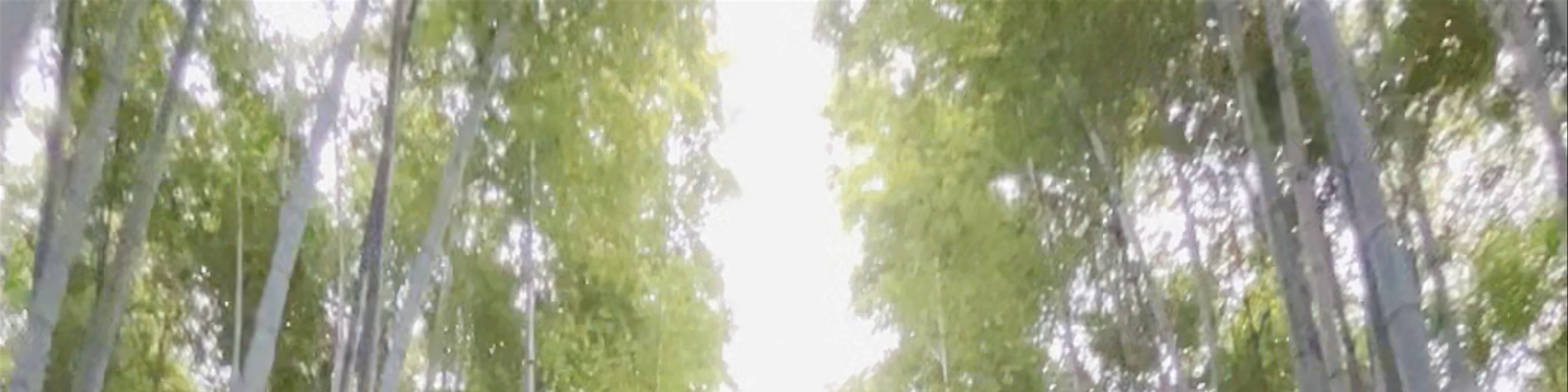 Arashiyama Bamboo Grove