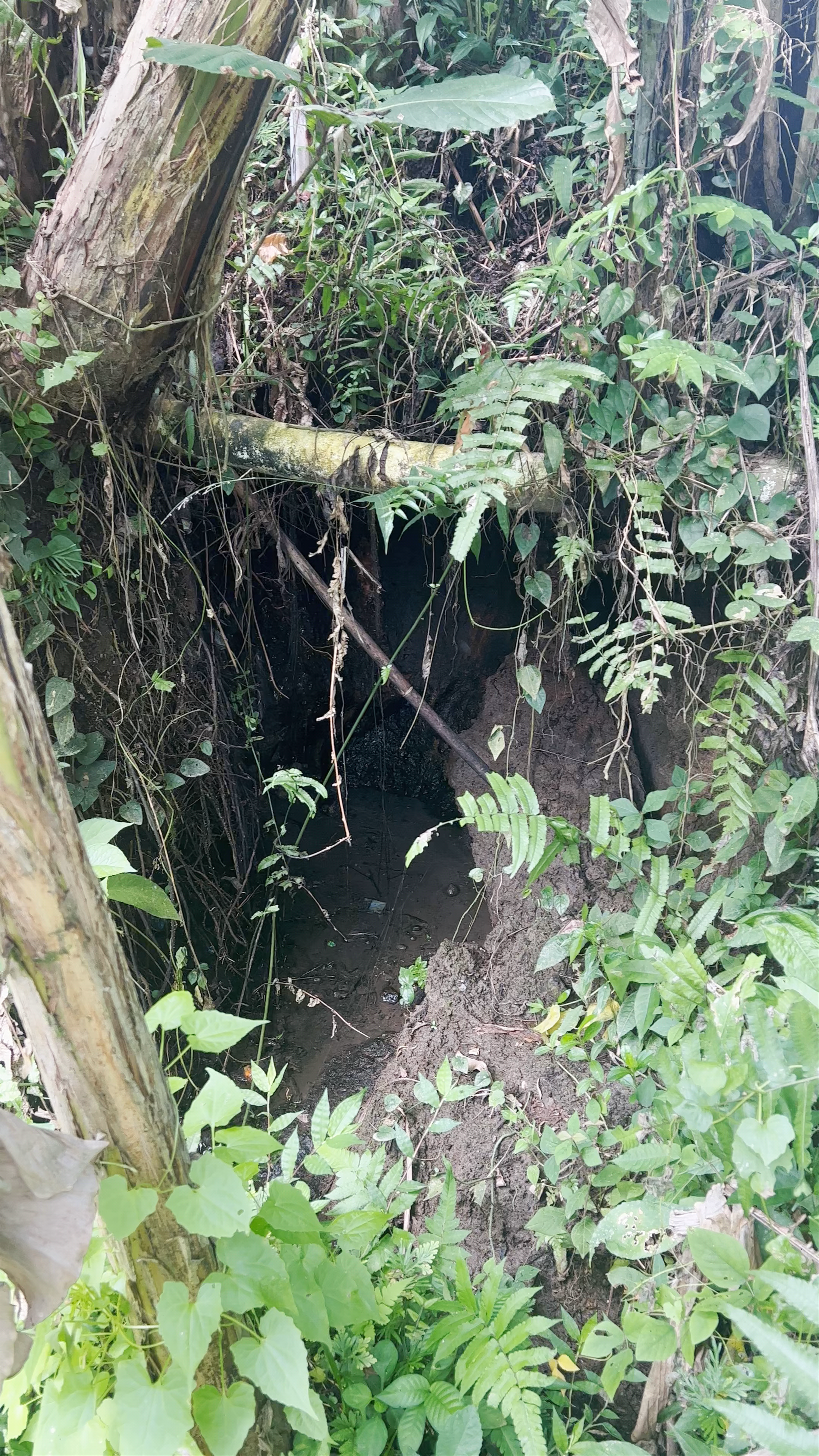 The Natural Terrace Swing