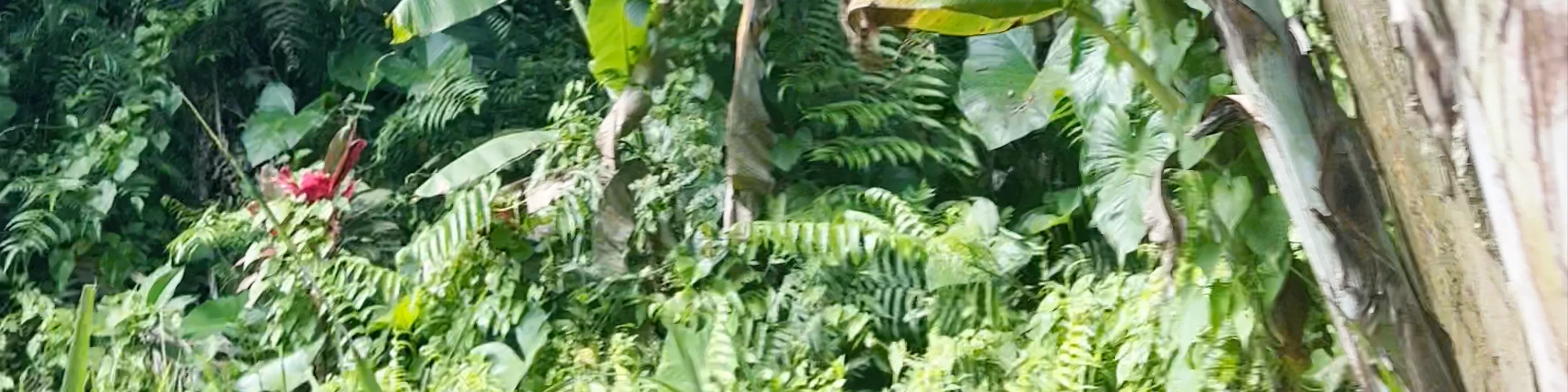 The Natural Terrace Swing