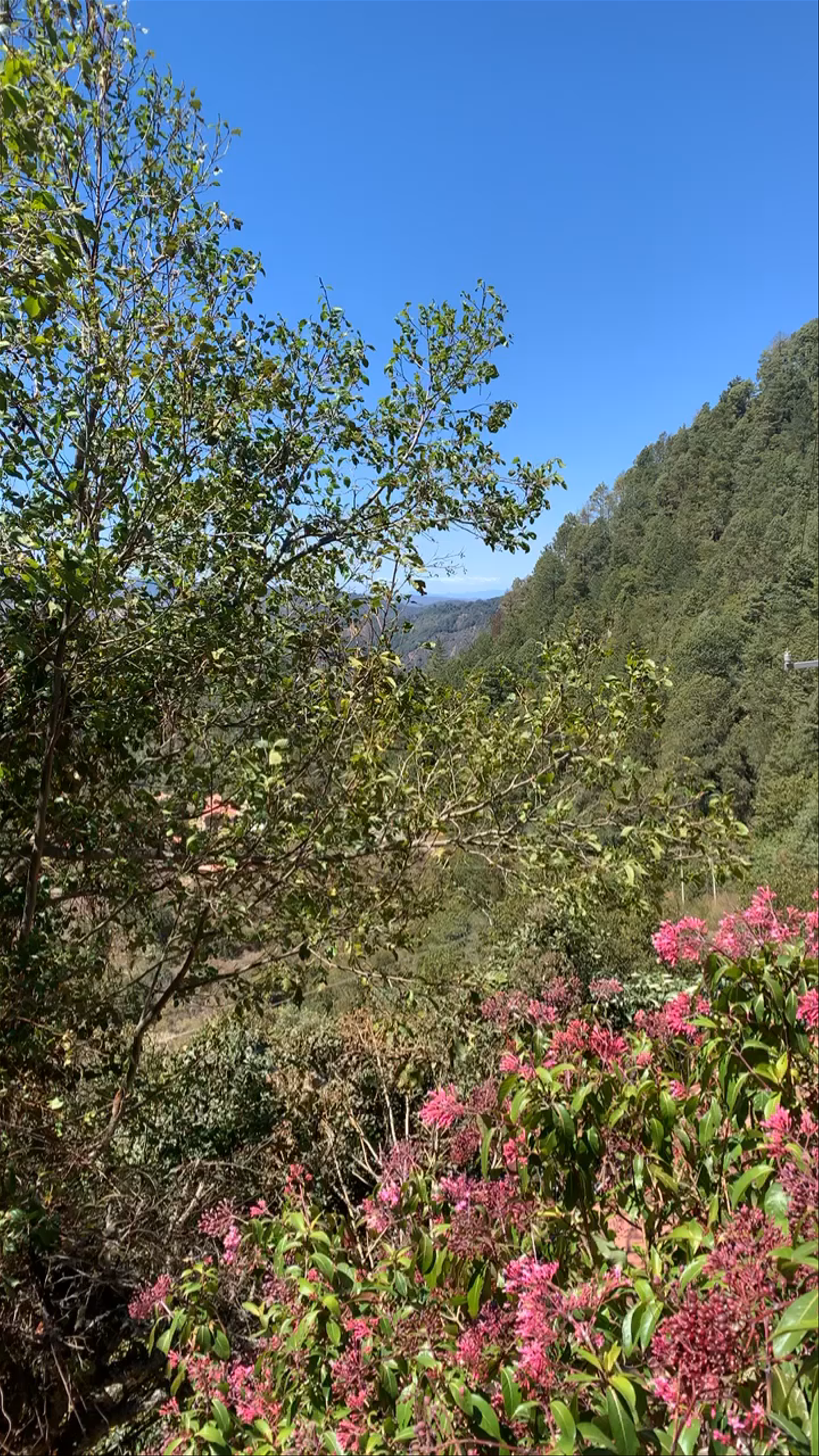 Cabañas La Cumbre San Jose del Pacifico