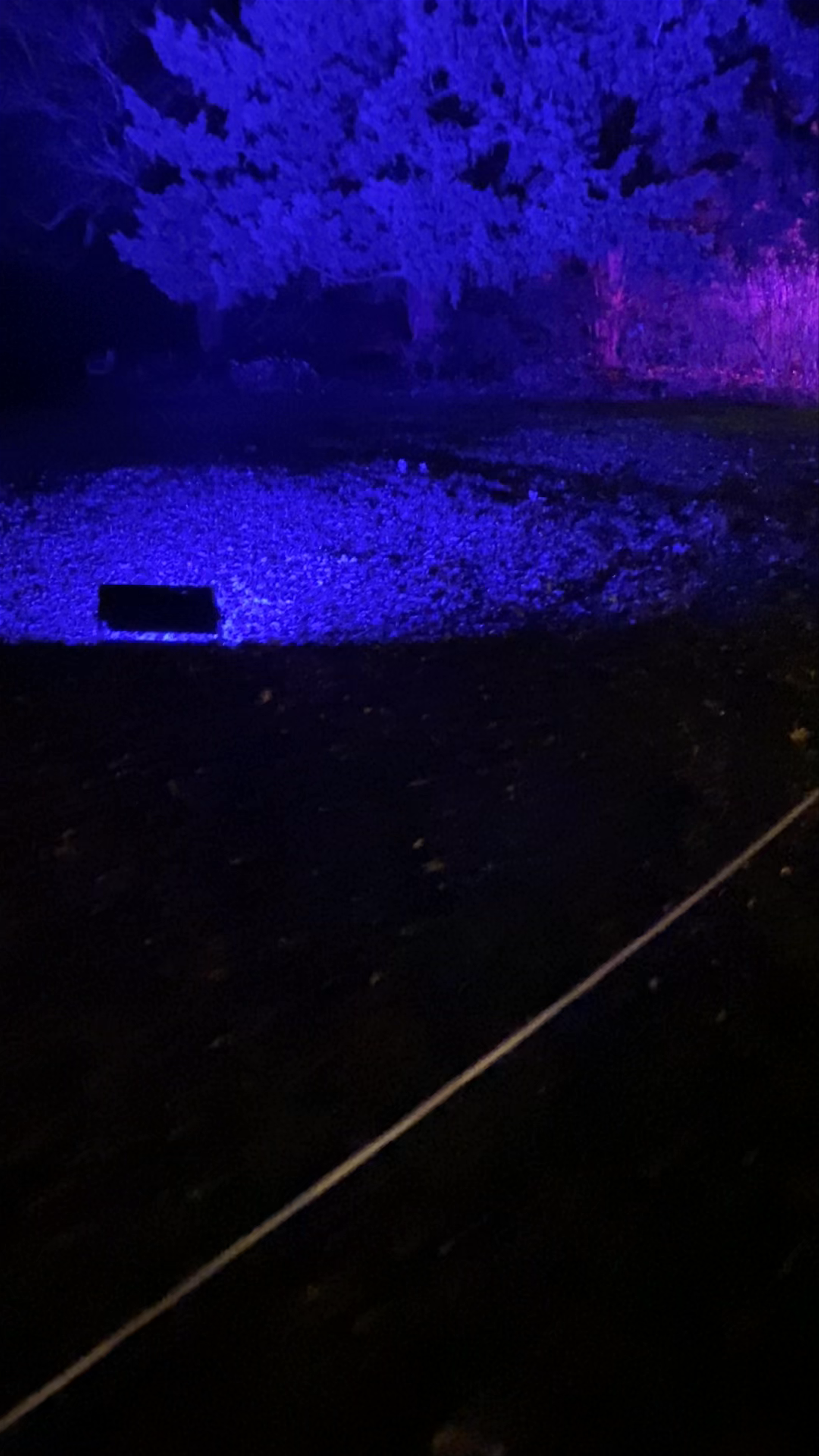 Enchanted Evening Walk at Hylands Park, Chelmsford