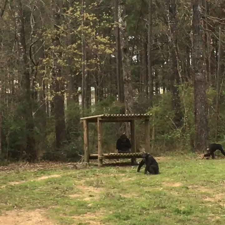 Chimp Haven - 3/18/17. Saturday morning. Discovery Day. Today is the first Discovery Day of 2017. There will be six this year! - Zoos Near Me - Keithville, Louisiana