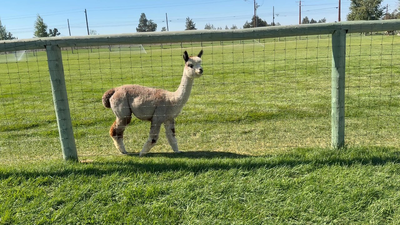 Crescent Moon Ranch - Cute alpaca - Ranches Near Me - Terrebonne, Oregon