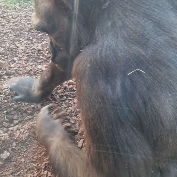 Bioparc - https://www.instagram.com/ohwanderlin/ - Zoos Near Me - Valencia, V