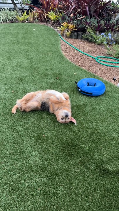 ForeverLawn - Great for dogs and children - Artificial Turf Near Me - West Palm Beach, Florida