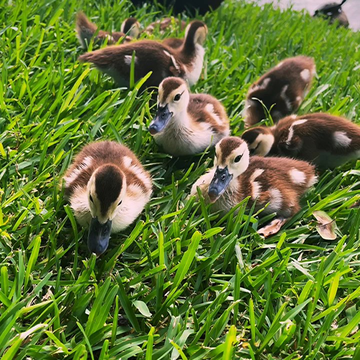 Brooks Lake - Lakes Near Me - Sugar Land, Texas