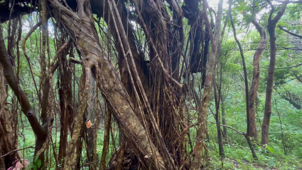 Makiki-Manoa Cliffs Hike - Hiking Near Me - Honolulu, Hawaii