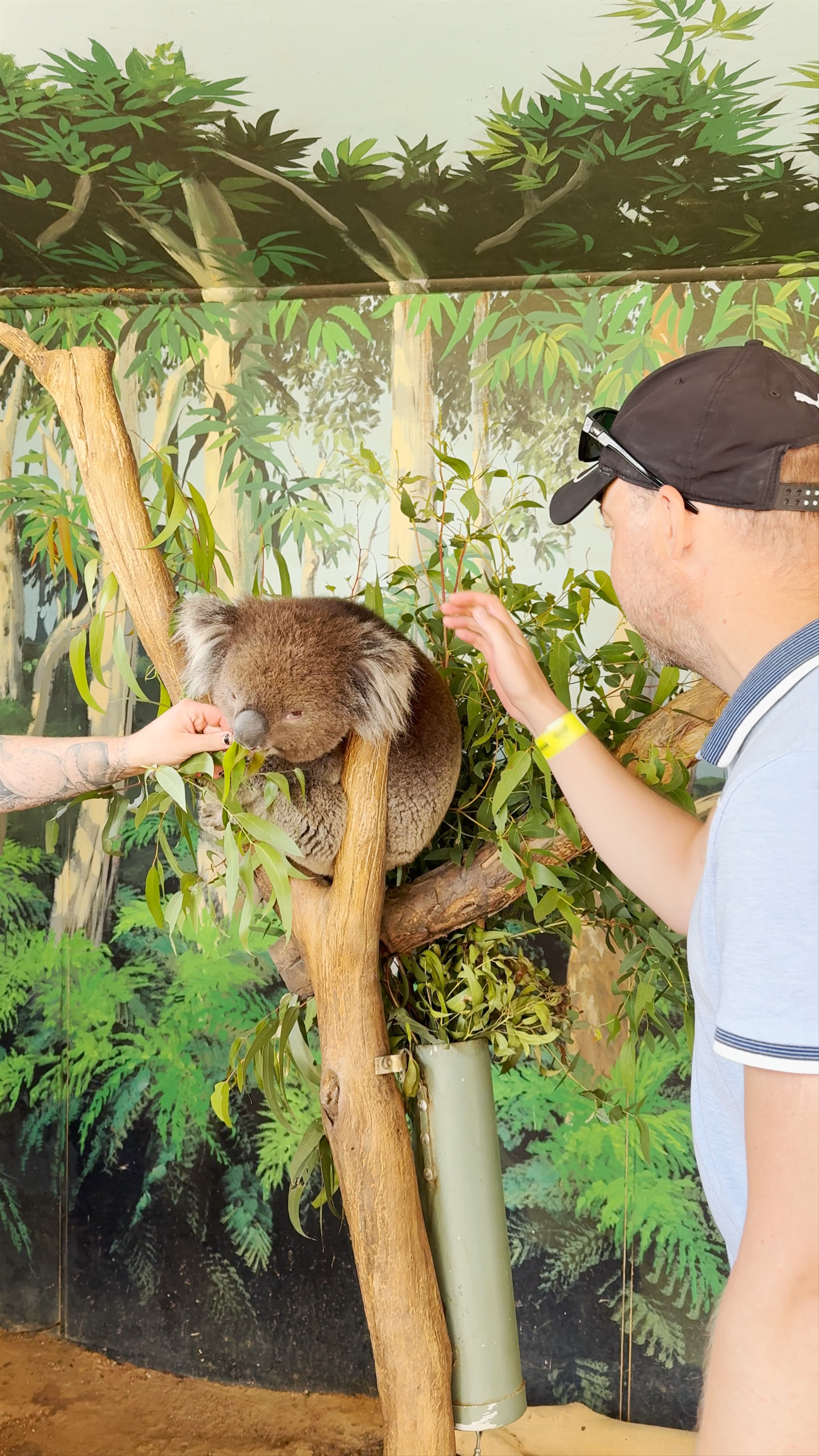 Maru Koala and Animal Park