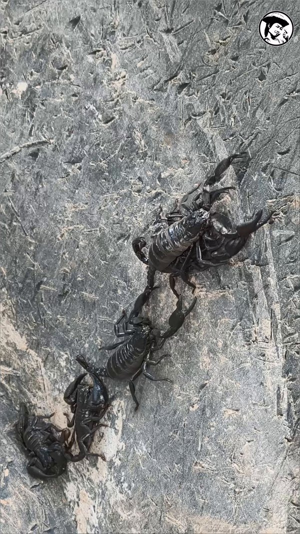 Scorpions are intelligent!