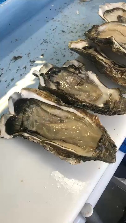 D&K Live Seafood - Wild jumbo oysters - Seafood Markets Near Me - Footscray, VIC