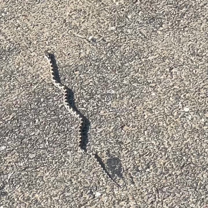 Dardenne Greenway - Snaaaaaaaaaaaaaaaake! - Parks Near Me - Cottleville, Missouri