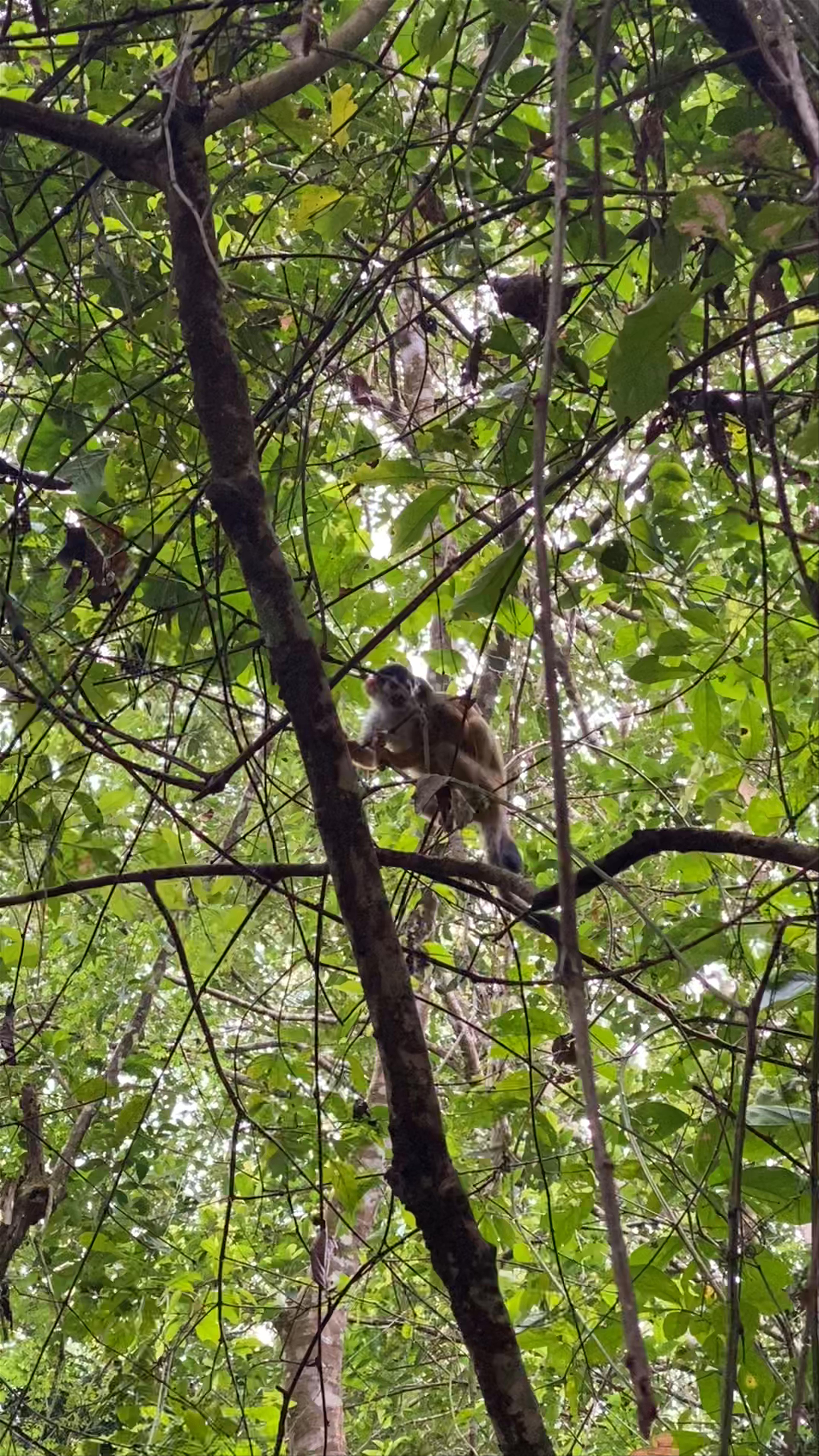 Parque Nacional Corcovado