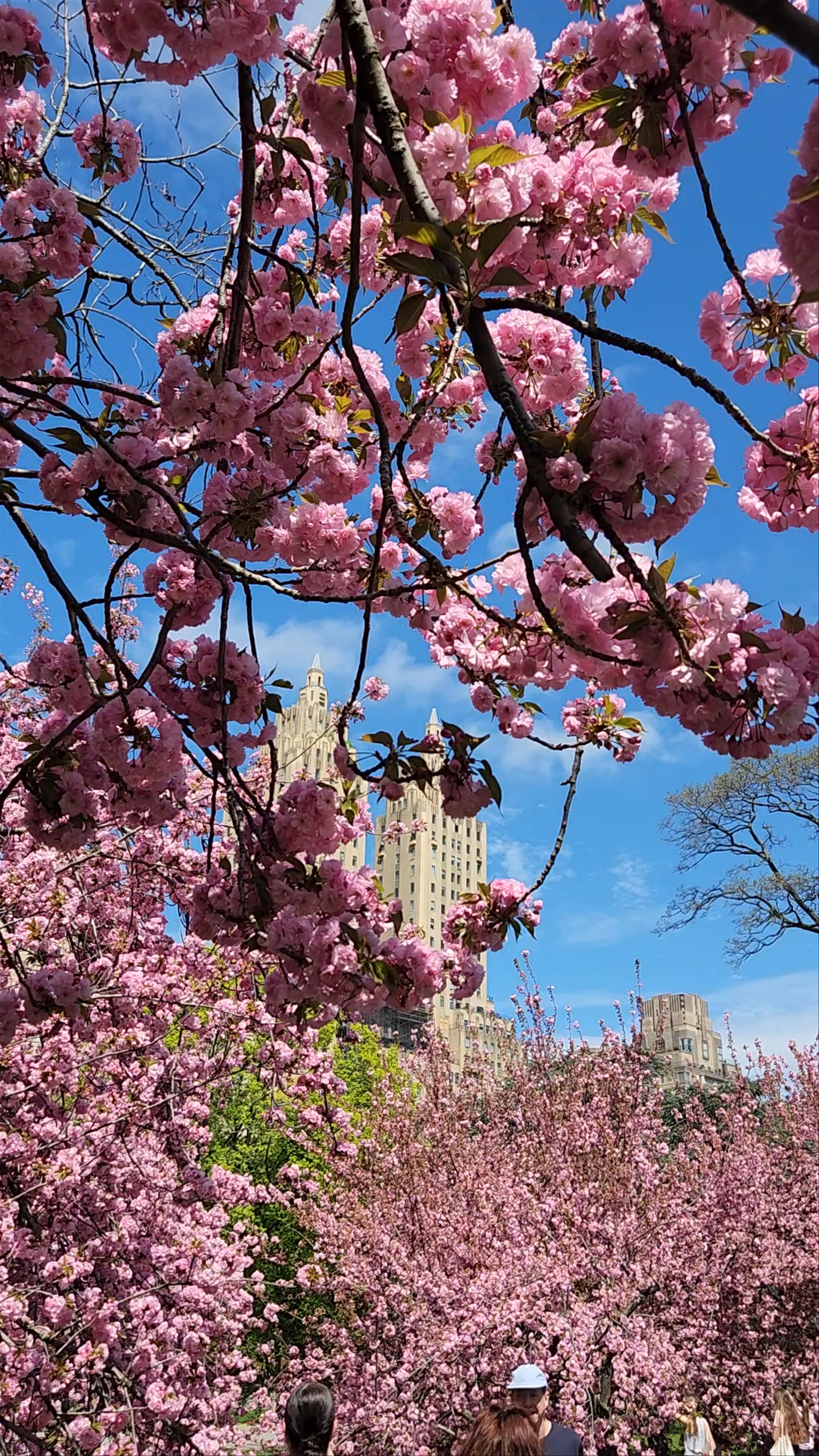 Springtime Blossoms at the Reservoir, Central Park, New York