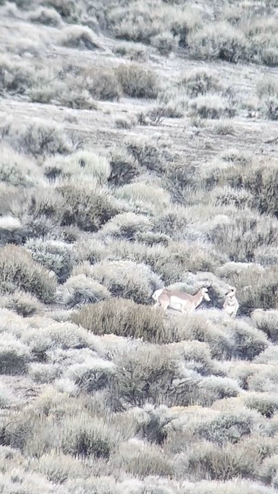 Pismo Adventures - Home on the range, where the deer and the antelope play - Wildlife Hunting Ranges Near Me - Pismo Beach, California