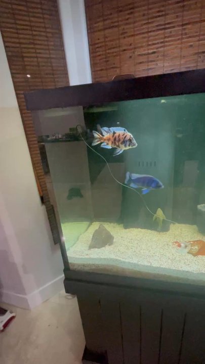 Cichlid Hut - Pet Breeders Near Me - Fort Lauderdale, Florida