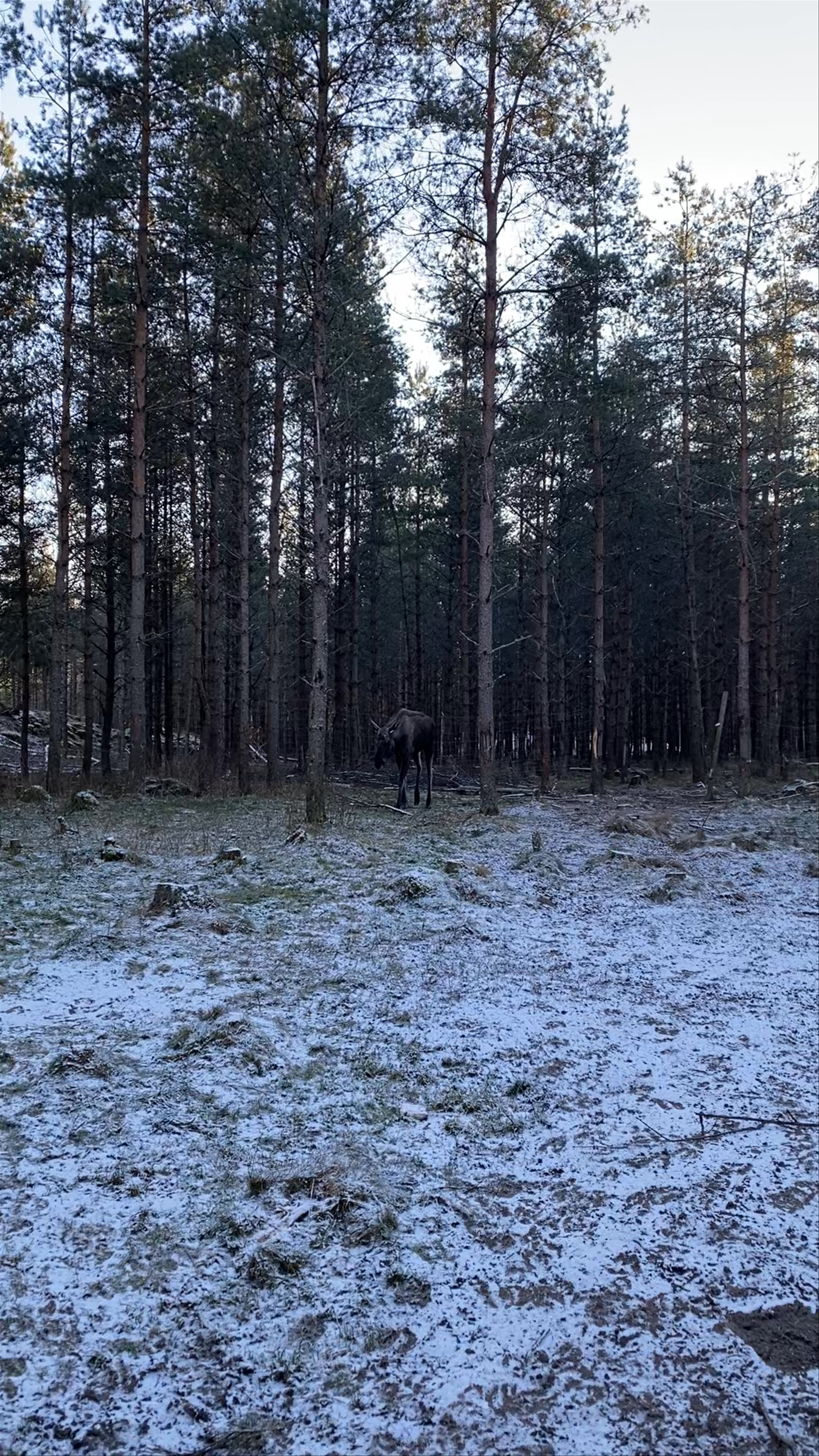 Dalslands Moose Ranch