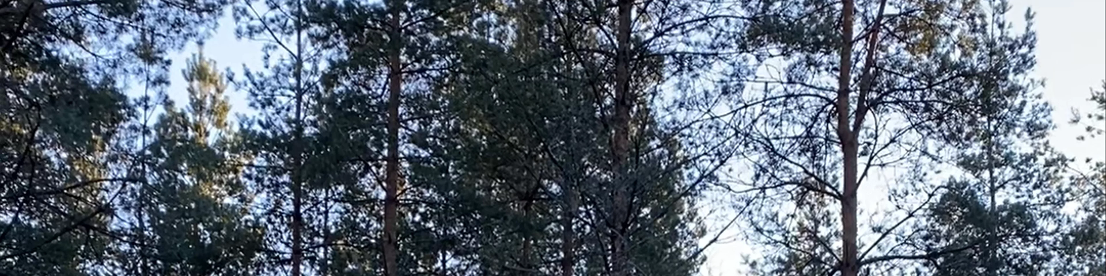 Dalslands Moose Ranch