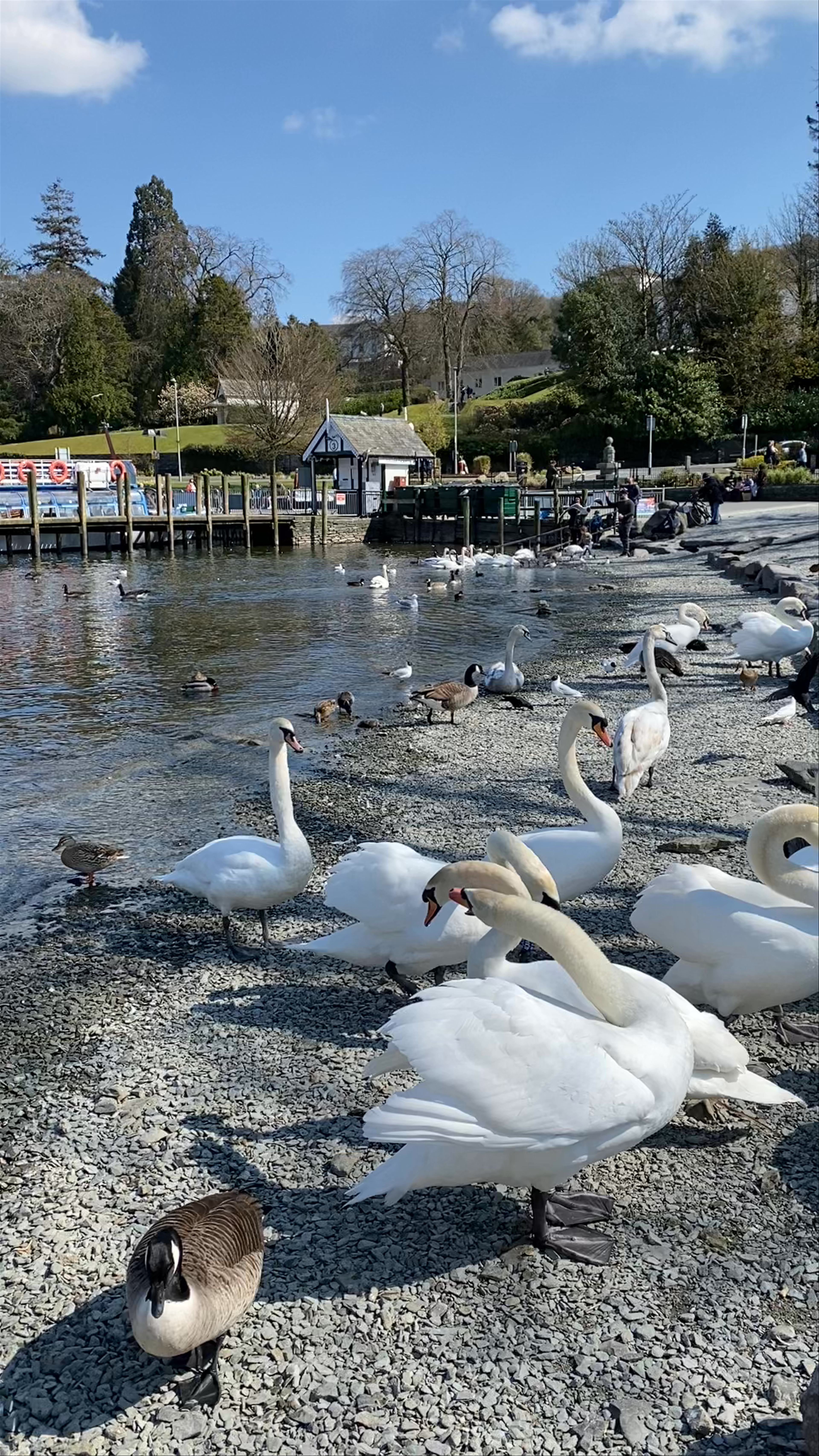 Peaceful Day at Lake Windermere: Swans and Serenity in the English Lake District