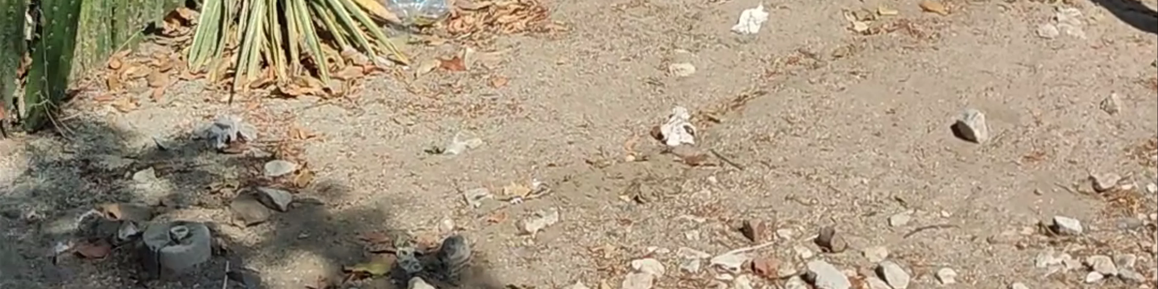 Parque de los Novios