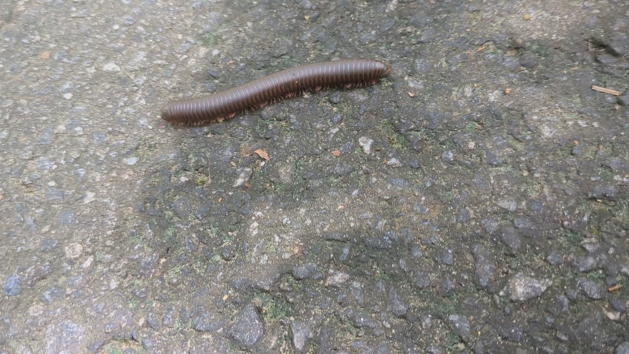 McDaniel Farm Park - Parks Near Me - Duluth, Georgia