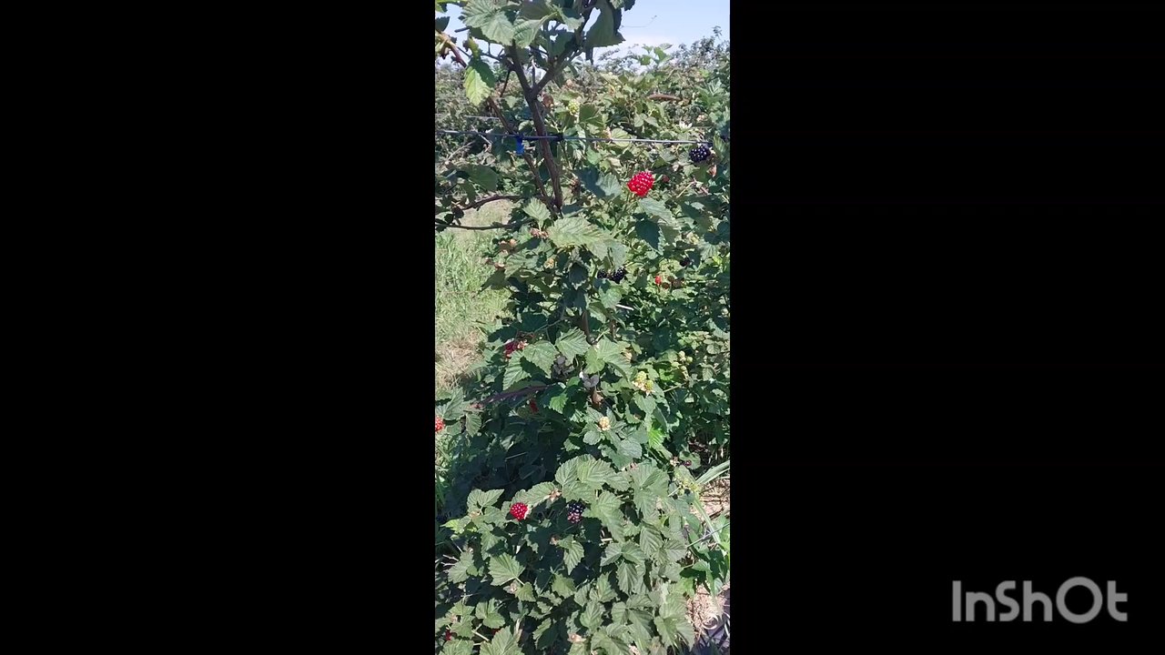 Goober Bubs Orchard and Bakery - Pick Your Own Farms Near Me - Justin, Texas
