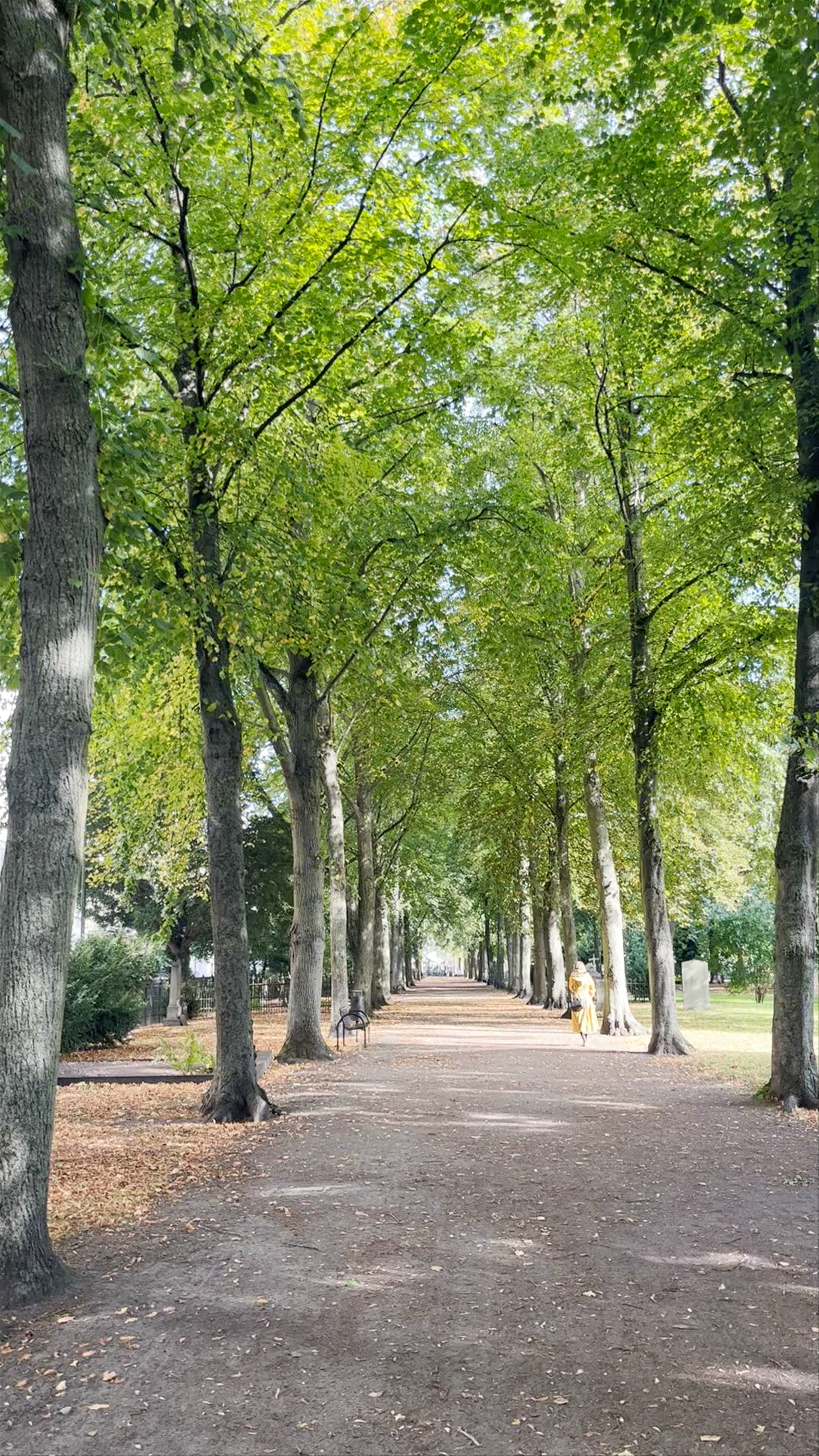Tranquil Tree-Lined Walk at Gamla kyrkogården, Malmö