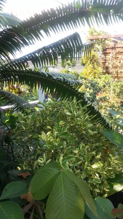 Upland Nursery - Nurseries & Gardening Near Me - Orange, California